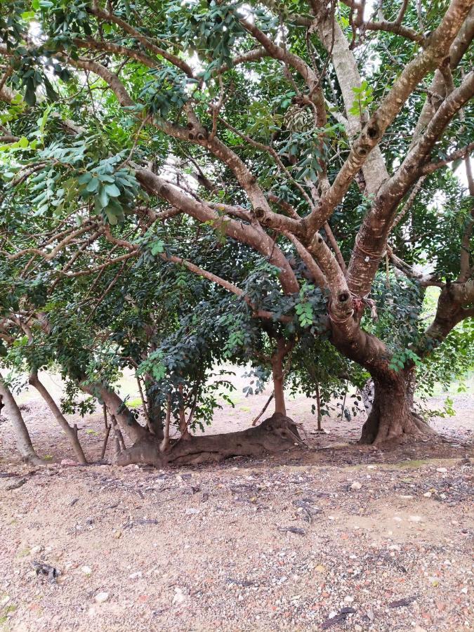 La Rueda Apartamentos Rurales チュリリャ エクステリア 写真